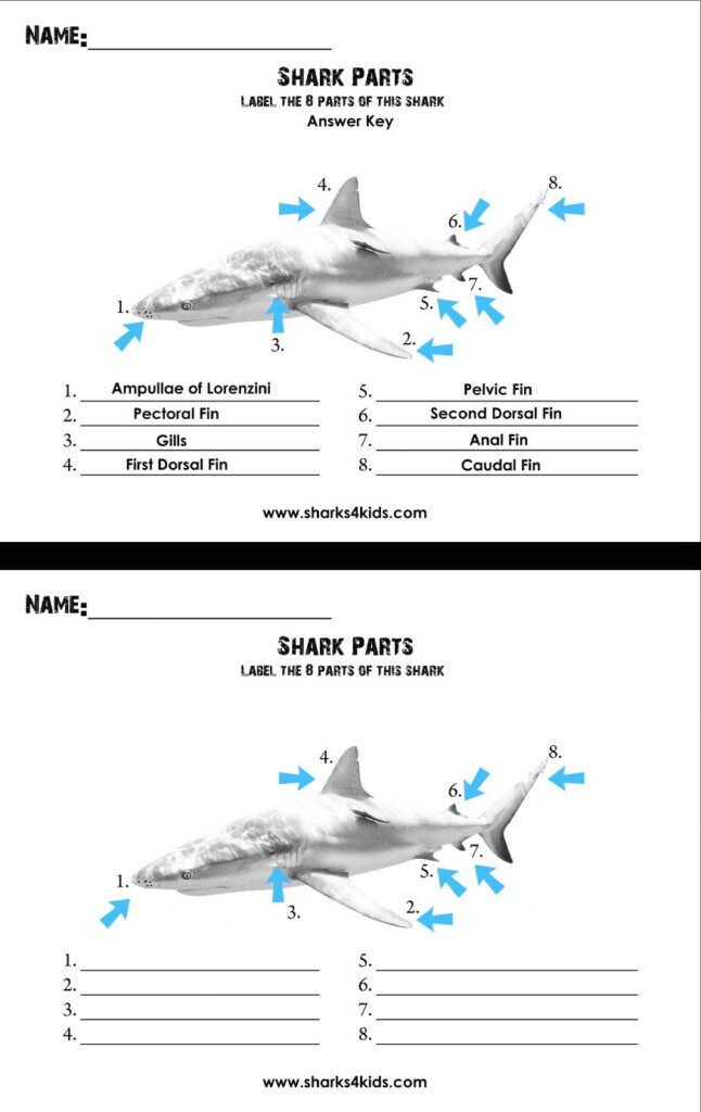Shark Anatomy Worksheet Anatomy Worksheets