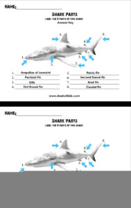 Shark Anatomy Worksheet Anatomy Worksheets