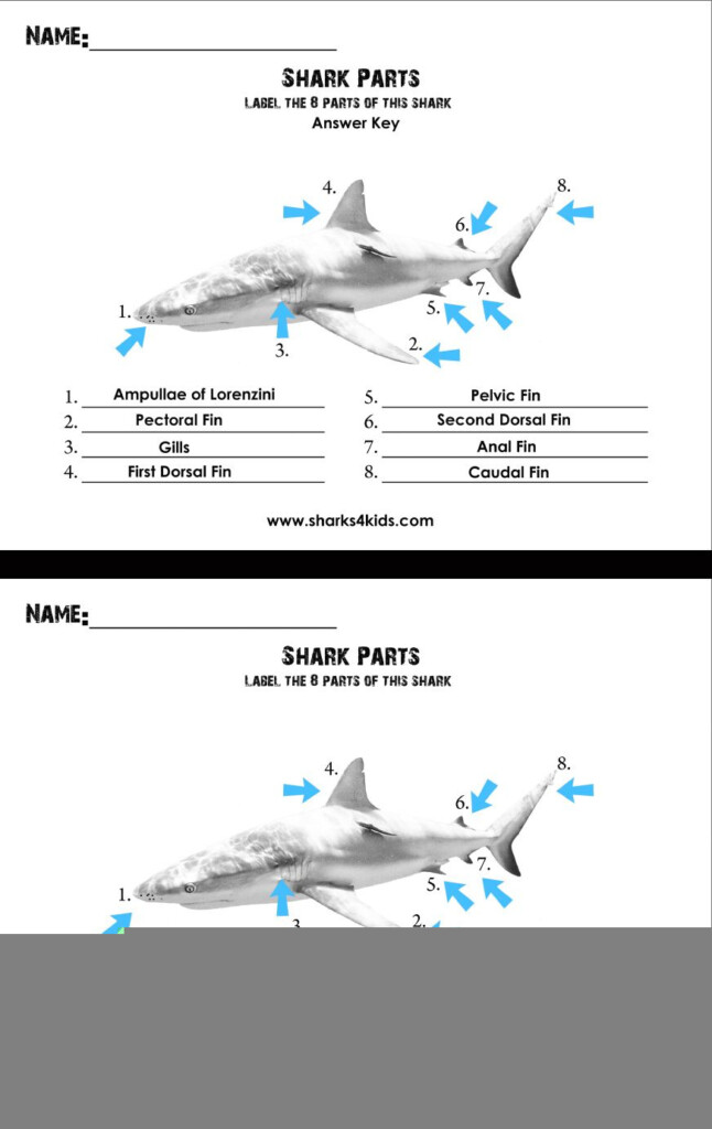 Shark Anatomy Worksheet Anatomy Worksheets