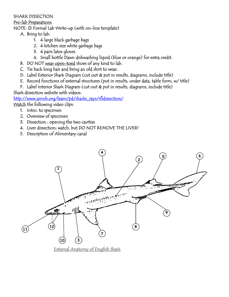 Shark Dissection Worksheet Answer Key Printable Word Searches