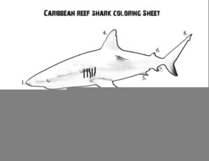 Shark Internal Anatomy Worksheet Anatomy Worksheets