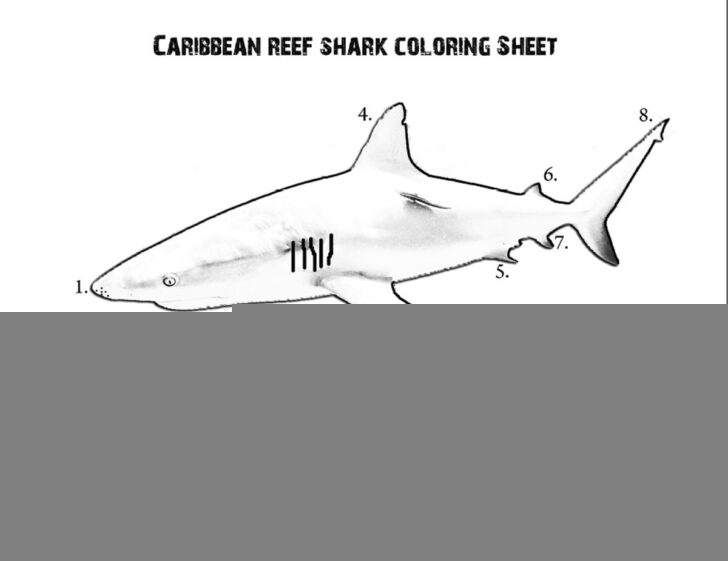 Shark Internal Anatomy Worksheet Anatomy Worksheets