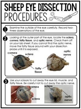 Sheep Eye Model Labeled