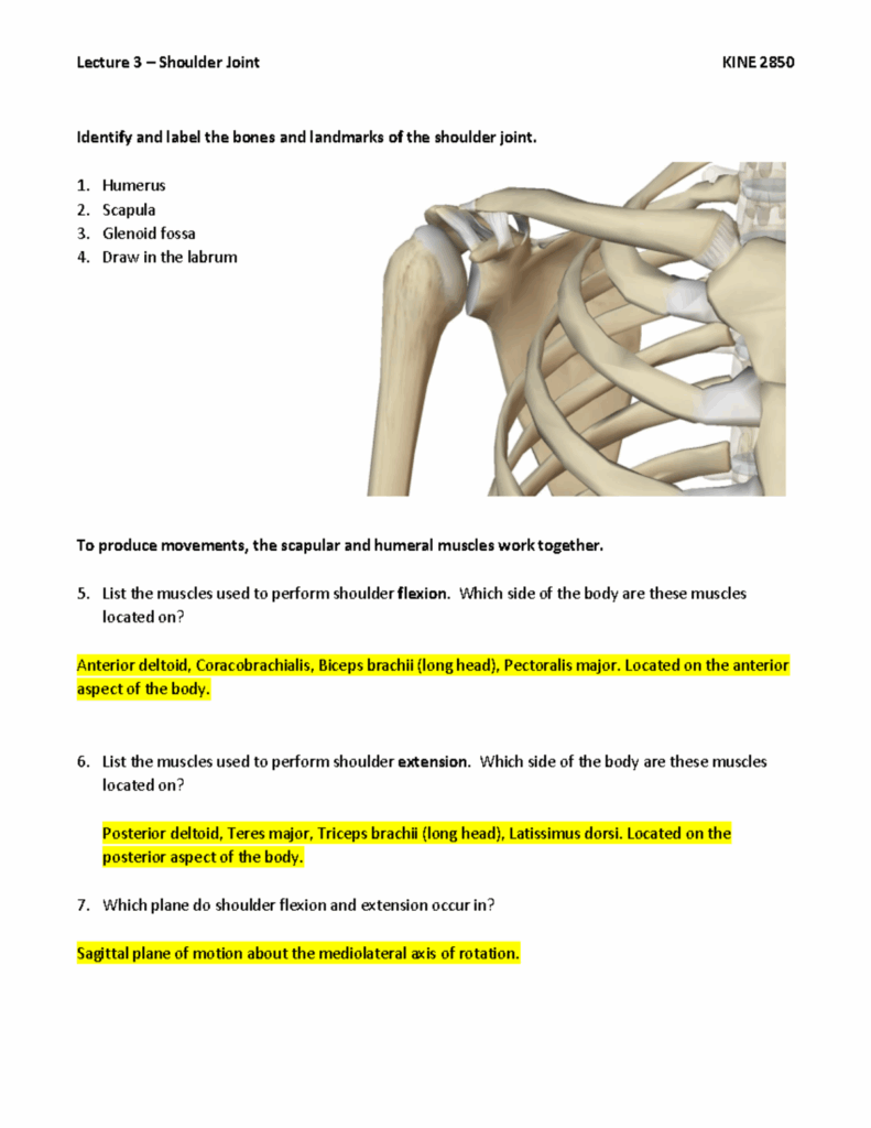 Shoulder Anatomy Worksheet