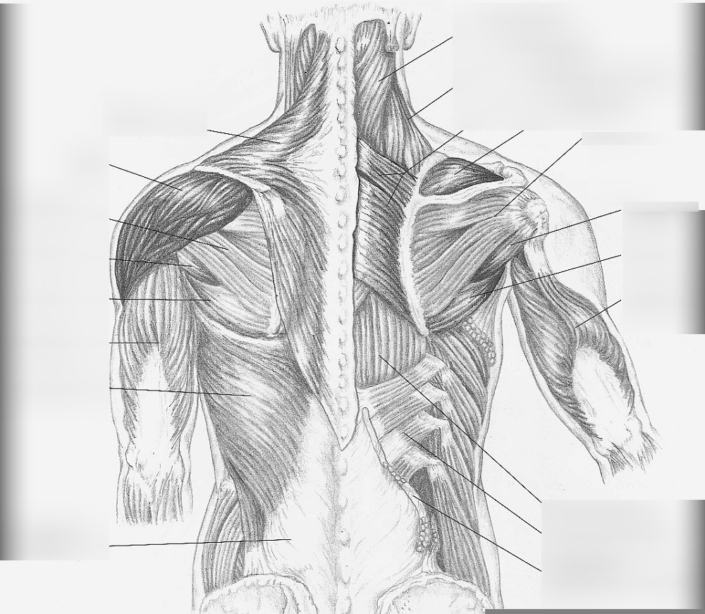 Shoulder Anatomy Worksheet Anatomy Worksheets