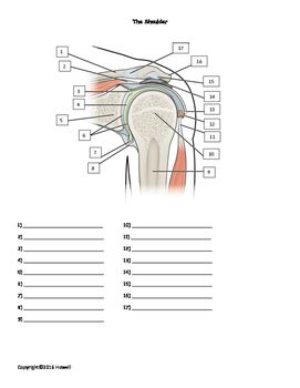 Shoulder Anatomy Worksheet