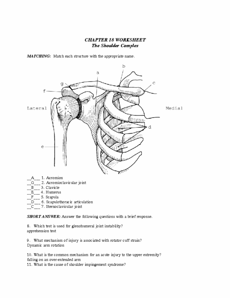 Shoulder Worksheet 2 CHAPTER 18 WORKSHEET The Shoulder Complex 