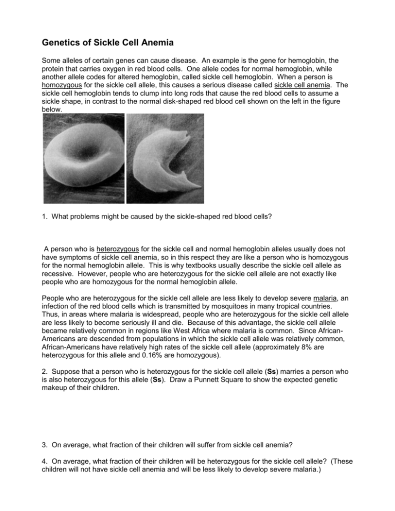 Sickle Cell Anemia Genetics Worksheet Punnett Square