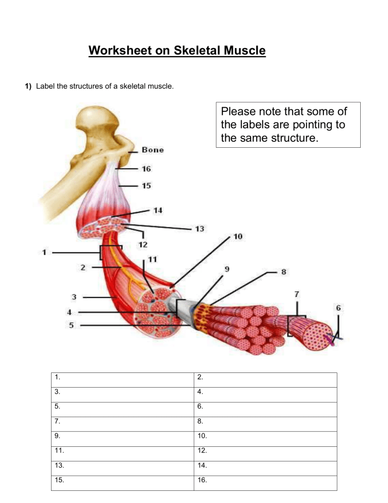 Skeletal Muscle Anatomy Worksheet