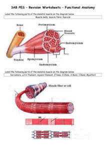 Skeletal Muscle Anatomy Worksheet Solved Microscopic Anatomy Of