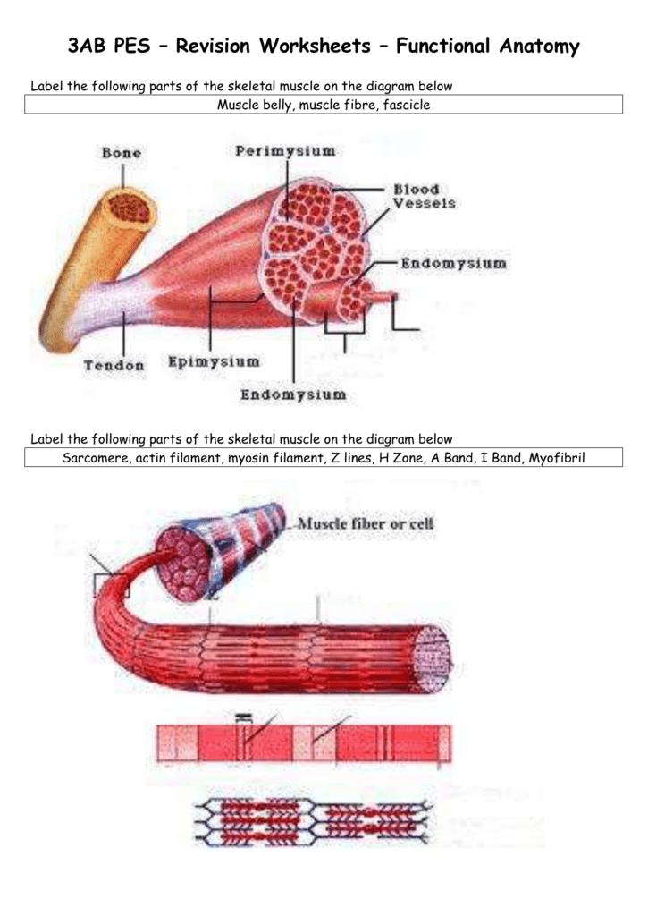 Skeletal Muscle Anatomy Worksheet Solved Microscopic Anatomy Of 