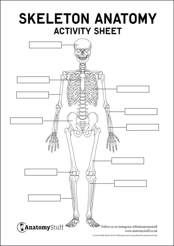 Skeleton Anatomy Activity Sheet PDF Worksheets Library