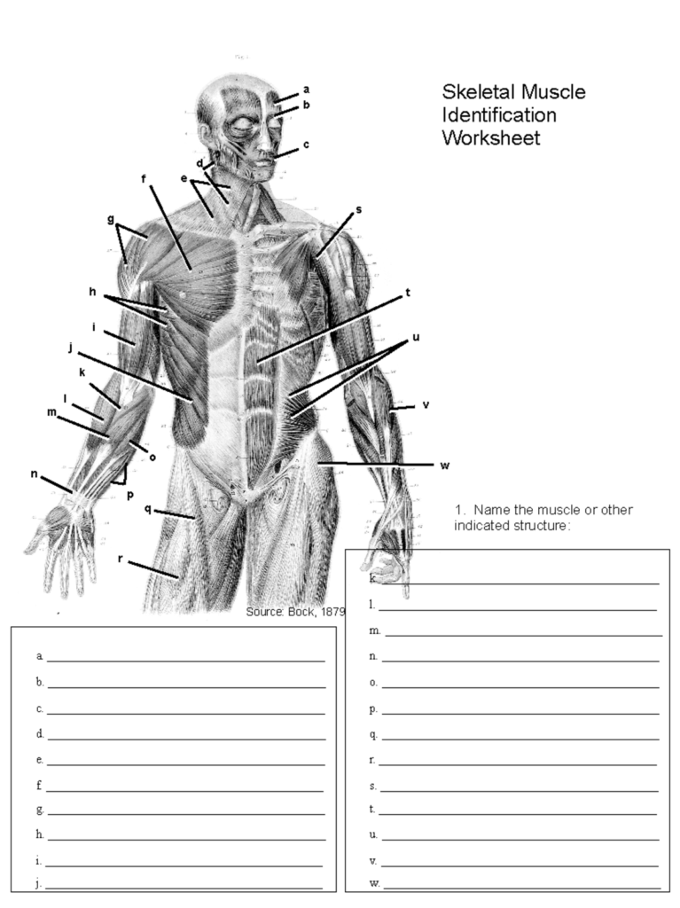 Skeleton And Muscles Worksheets For Grade 4