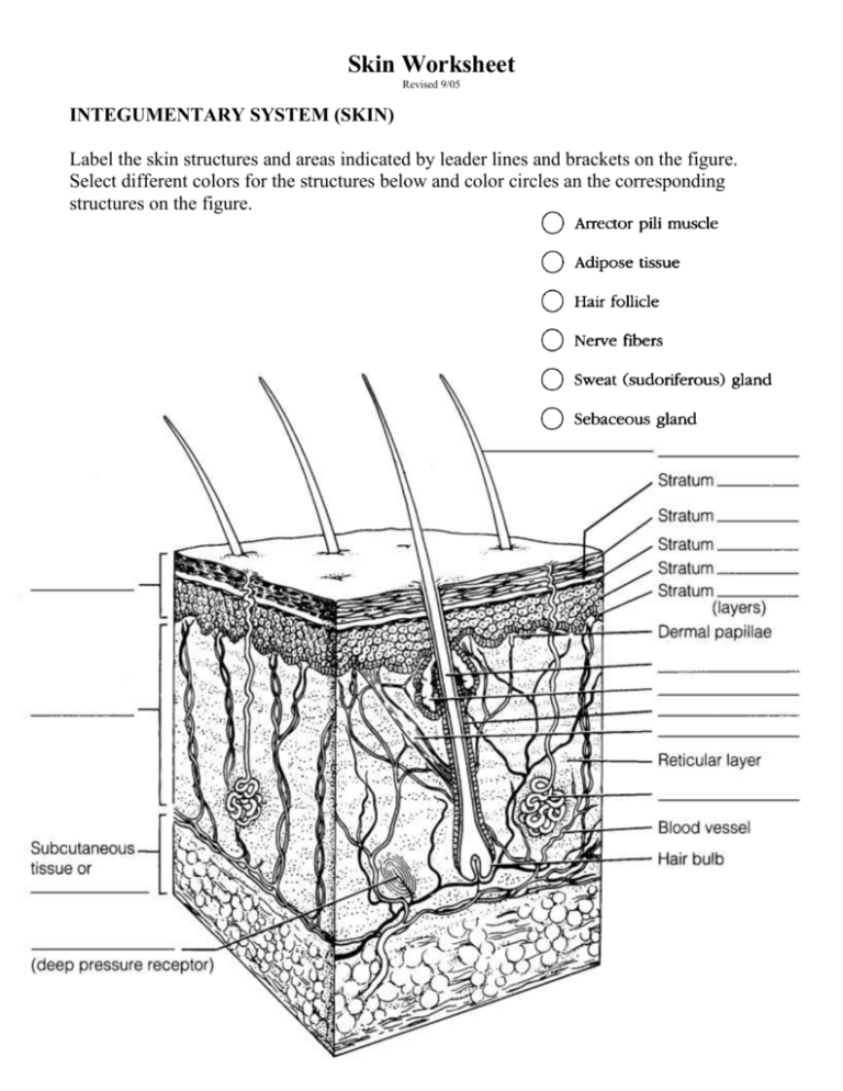 Skin Anatomy Worksheet Integumentary System Practice