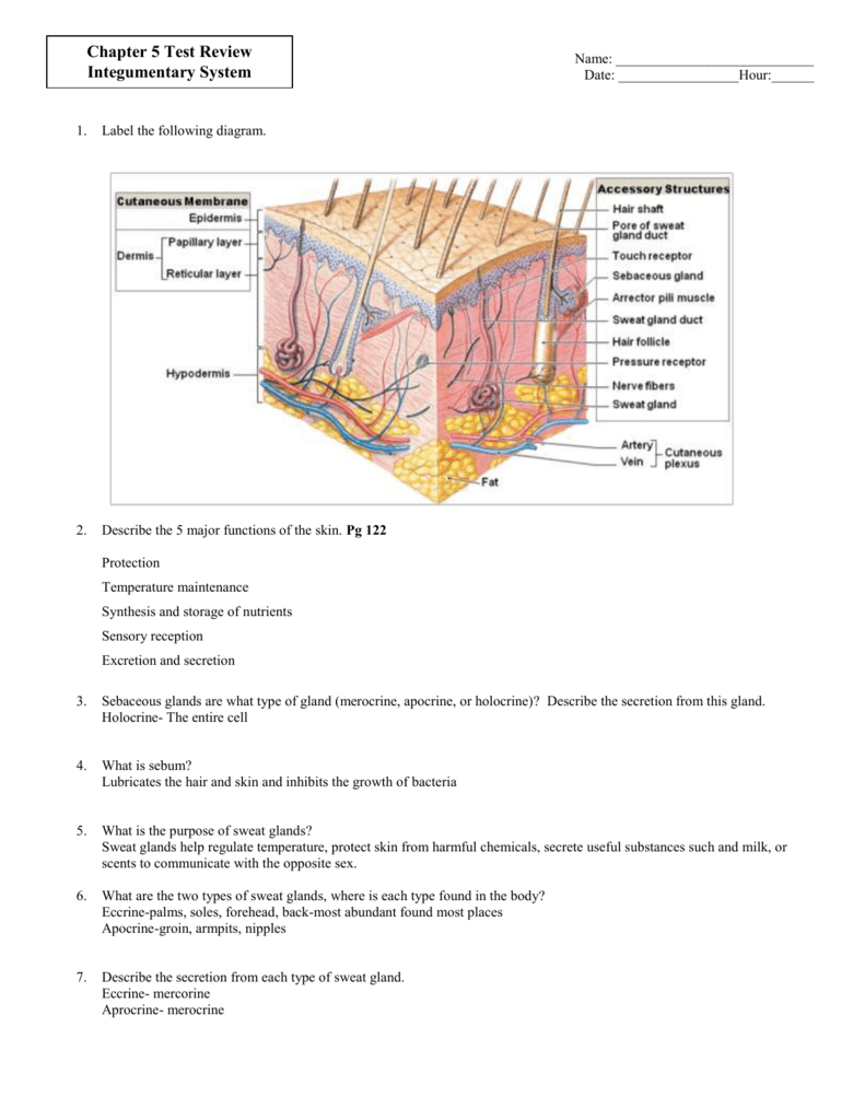 Skin Worksheet For Anatomy