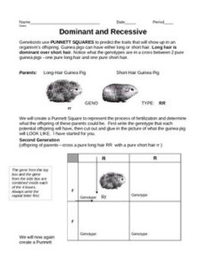 Skinny Pig Genetics Worksheet Answers