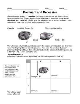 Skinny Pig Genetics Worksheet Answers