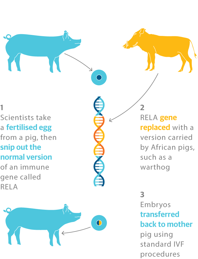 Skinny Pig Genetics Worksheet Answers