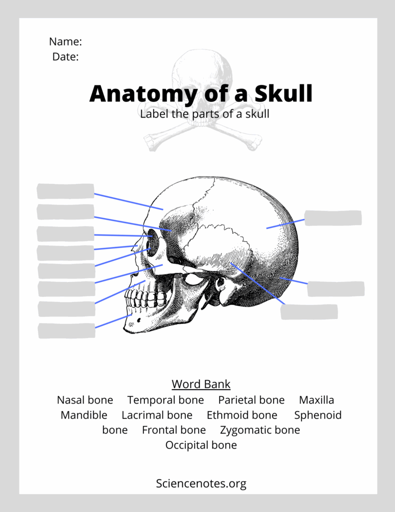 Skull And Bones Labelling Worksheet Human Skeleton Worksheets Library