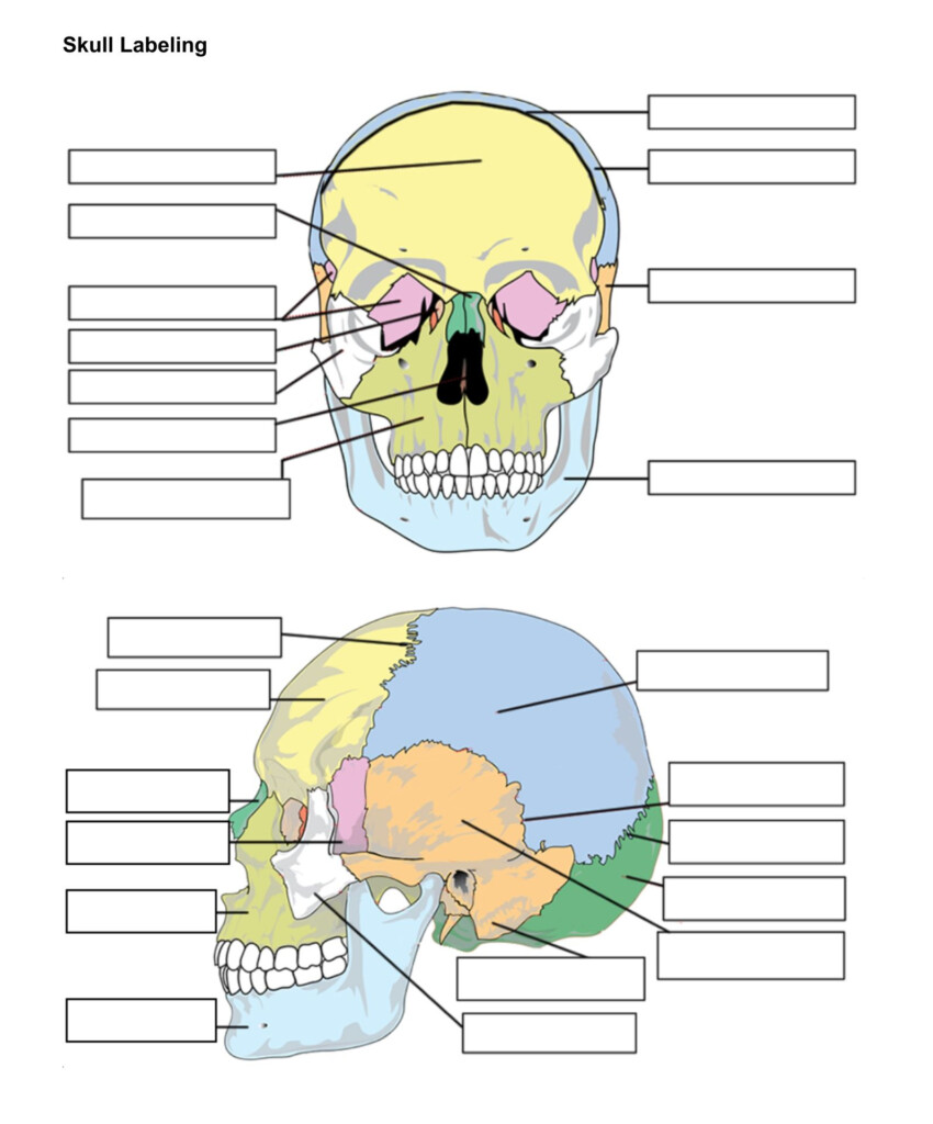 Skull Bones Unlabeled Skull Anatomy Anatomy Bones Anatomy Coloring Book