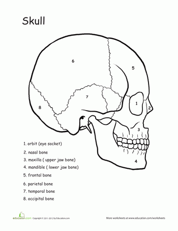 Skull Labeling Worksheet Answers