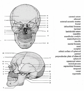Skull Labeling Worksheets