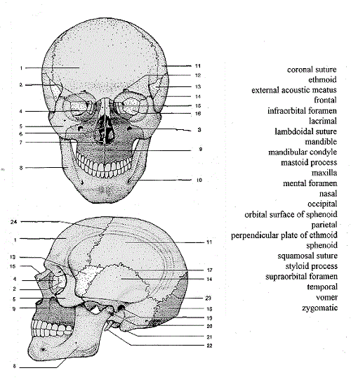 Skull Labeling Worksheets
