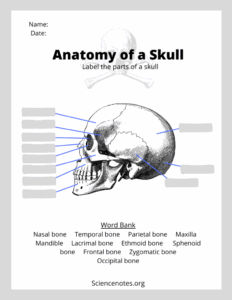 Skull Worksheets Anatomy Printable Worksheets