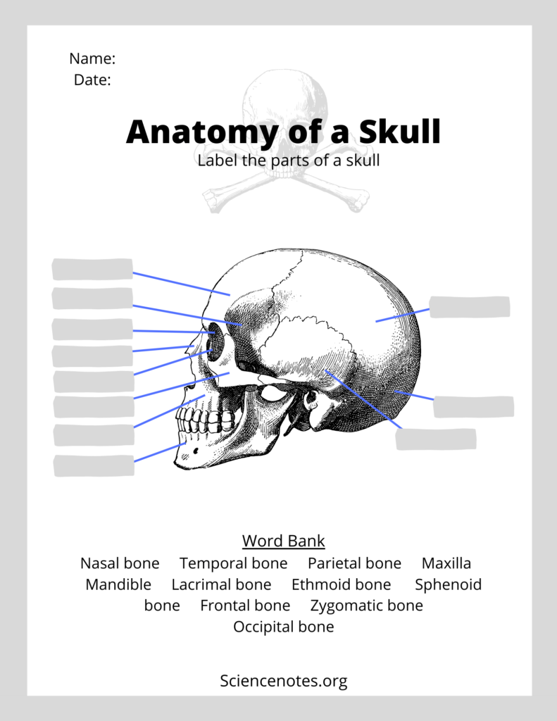 Skull Worksheets Anatomy Printable Worksheets