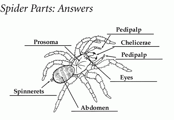 Smithsonian Education Under The Spell Of Spiders