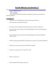 Snurfle Meiosis And Genetics 2 Worksheet docx pdf Snurfle Meiosis 