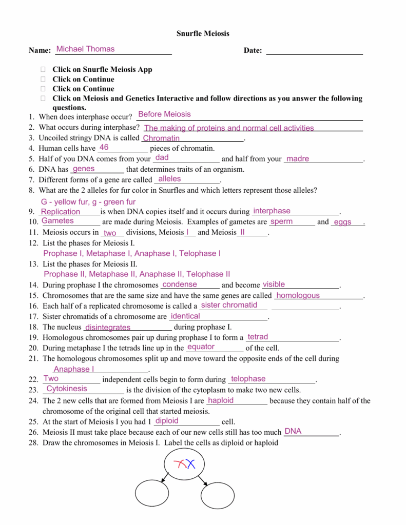 Snurfle Meiosis Worksheet Db excel