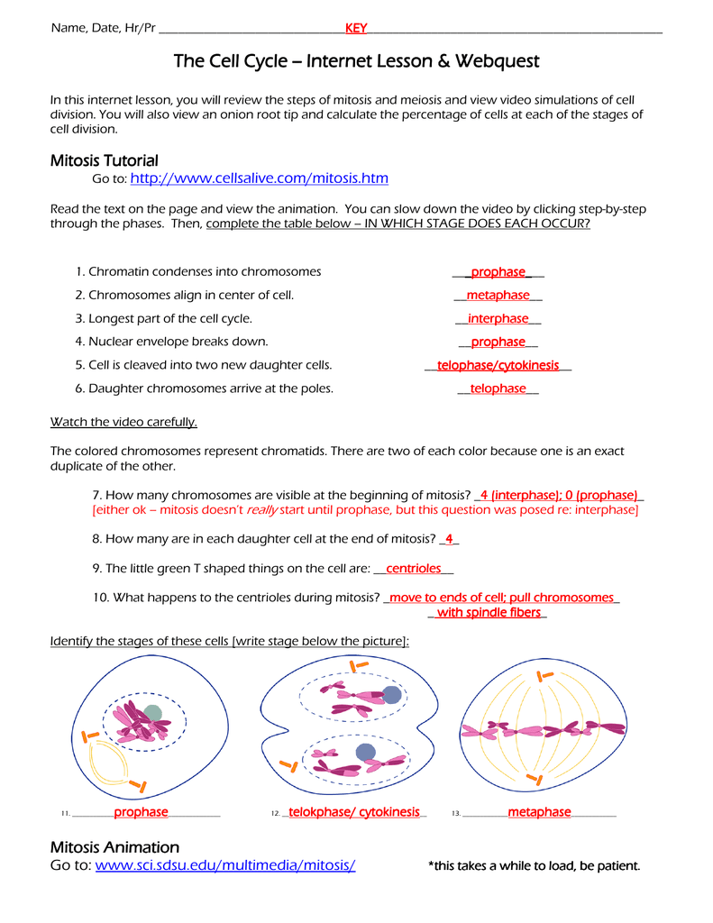 Snurfle Meiosis Worksheet Printable Word Searches