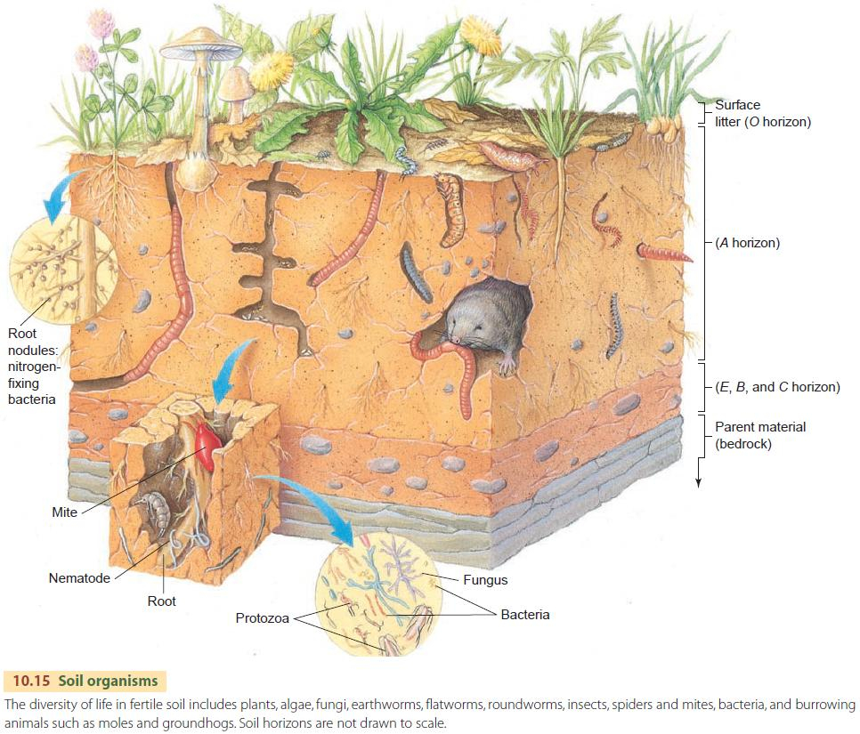 Soil Development
