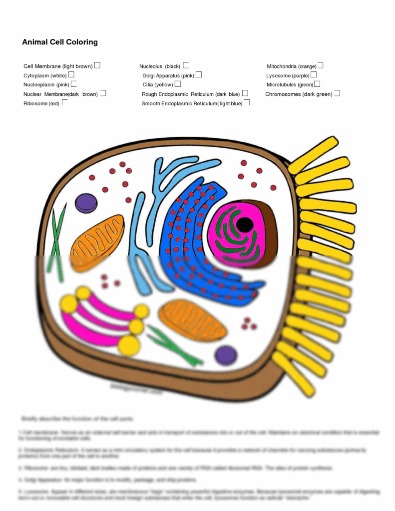 SOLUTION Anatomy Cell Structure With Functions Worksheet With 