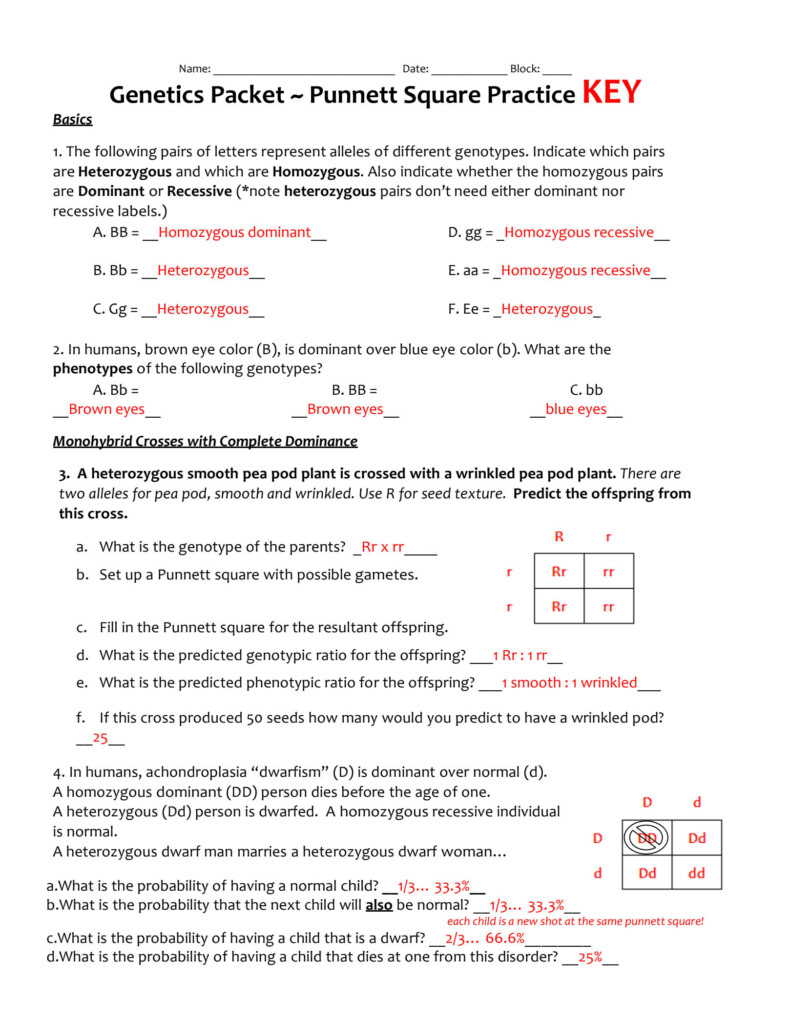 SOLUTION Answer Key Genetic Packet Studypool Worksheets Library