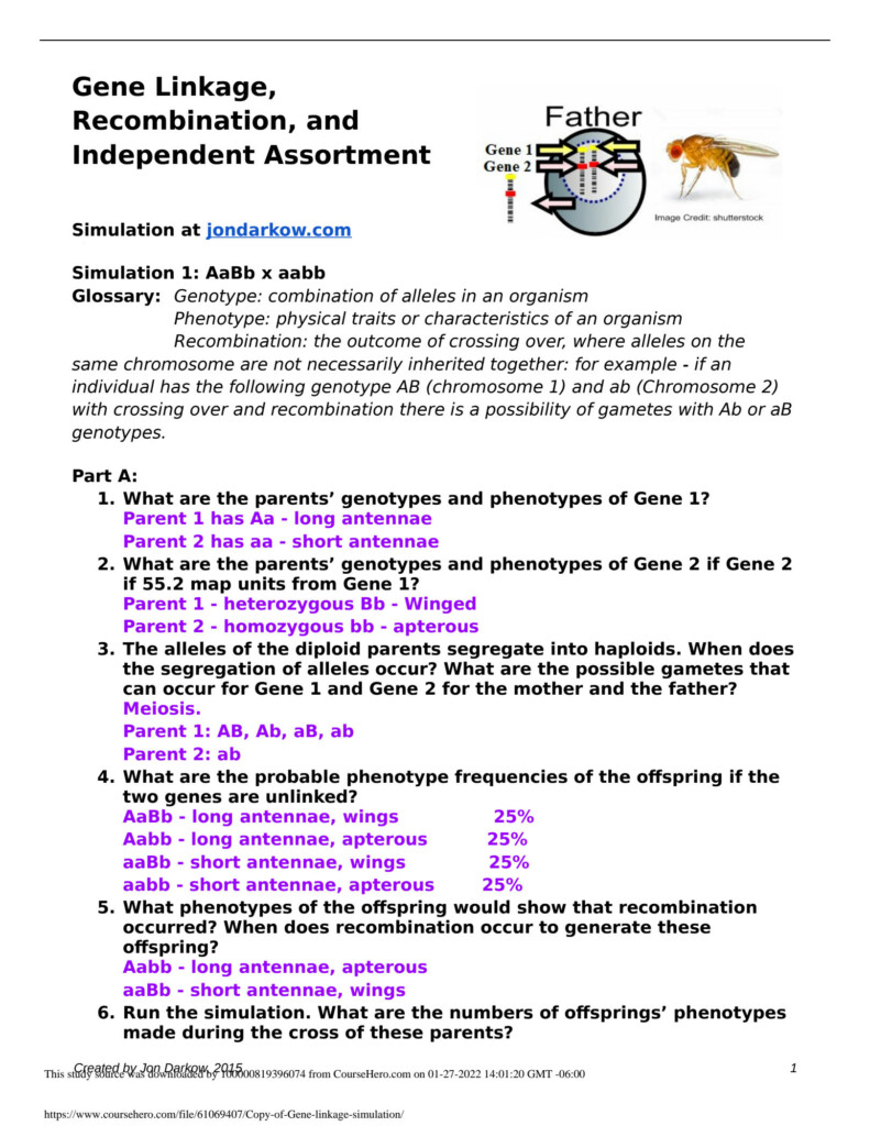 SOLUTION Copy Of Gene Linkage Simulation Studypool Worksheets Library