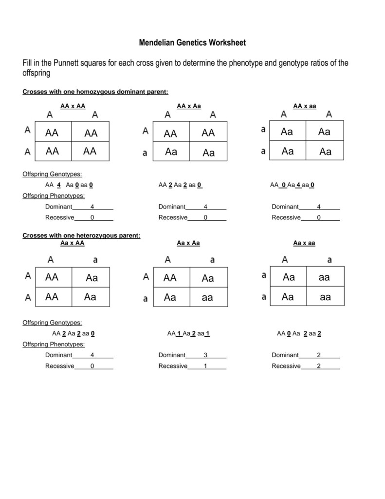 SOLUTION Mendelian Genetics Worksheet Studypool Worksheets Library