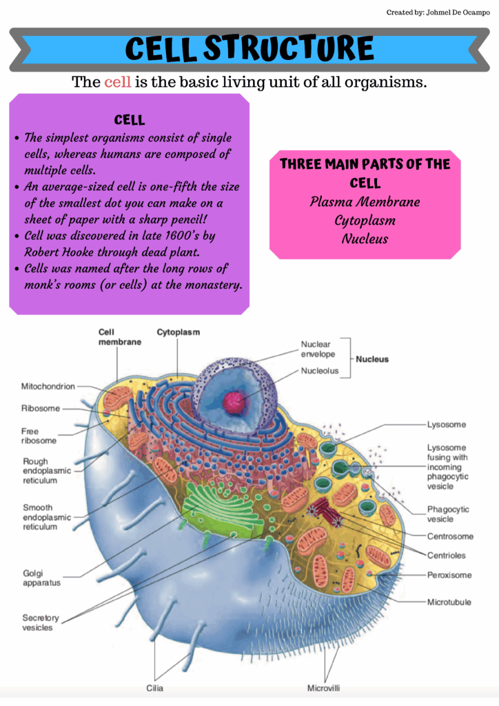 SOLUTION Practice Test Anatomy And Physiology The Human Cell 