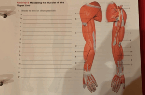 Solved Activity 4 Mastering The Muscles Of The Upper Limb Chegg
