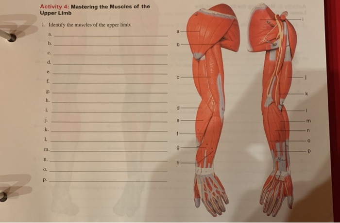 Solved Activity 4 Mastering The Muscles Of The Upper Limb Chegg