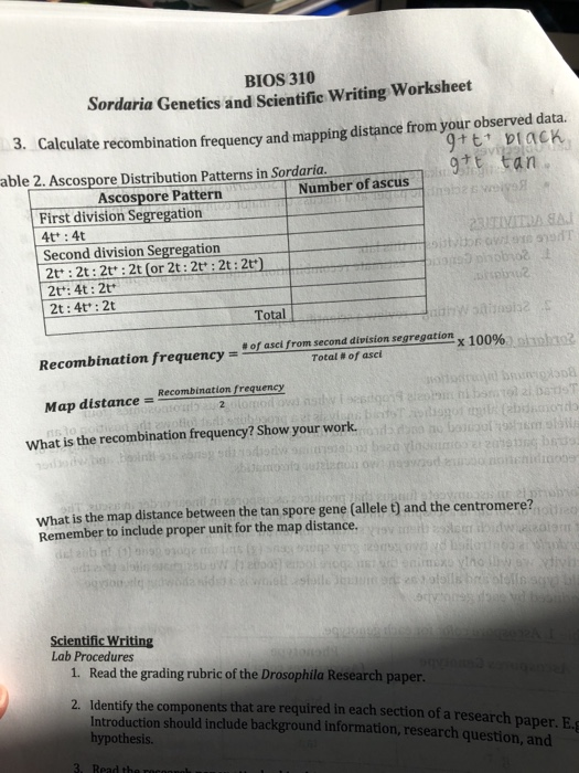 Solved BIOS 310 Sordaria Genetics And Scientific Writing Chegg