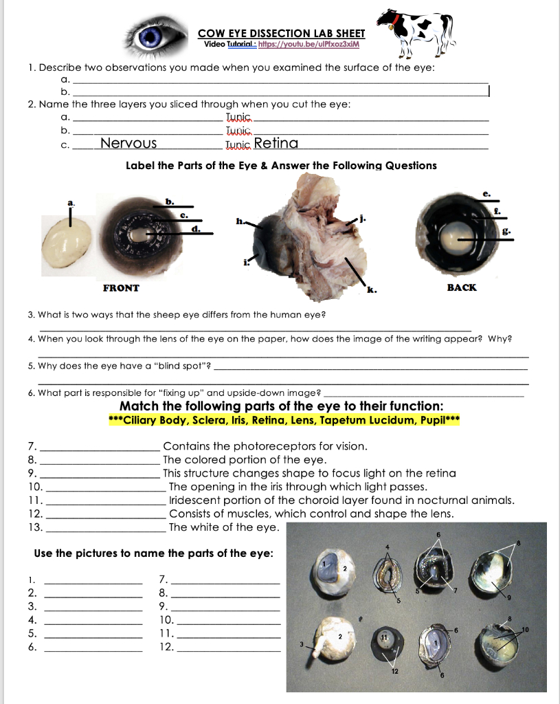 Solved COW EYE DISSECTION LAB SHEET Video Tutorial Chegg 