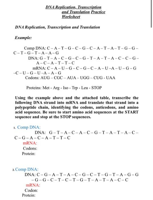 Solved DNA Replication Transcription And Translation Chegg 