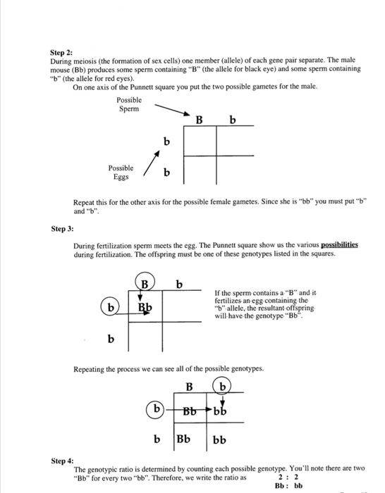 Solved Genetics Worksheet Part 1 Introduction 1 Describe Chegg 