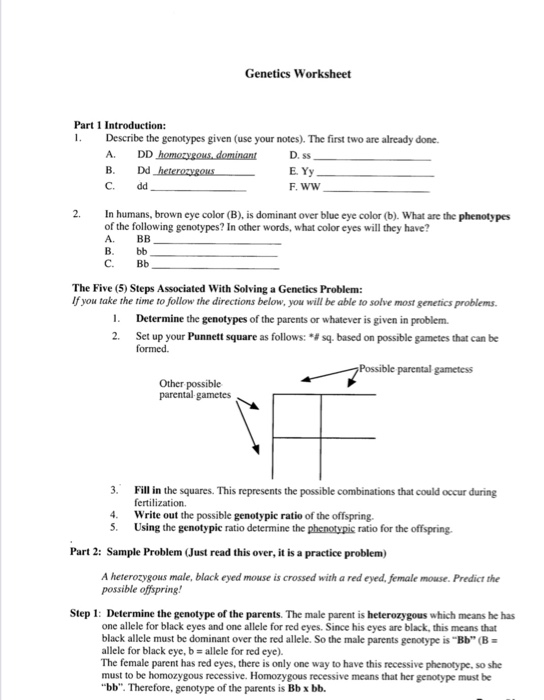 Solved Genetics Worksheet Part 1 Introduction 1 Describe Chegg