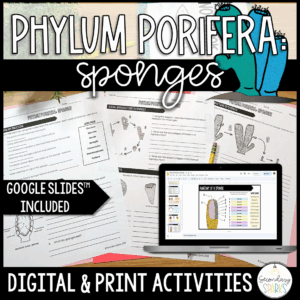 Solved Name Section Date Porifera Sponge Worksheet 1