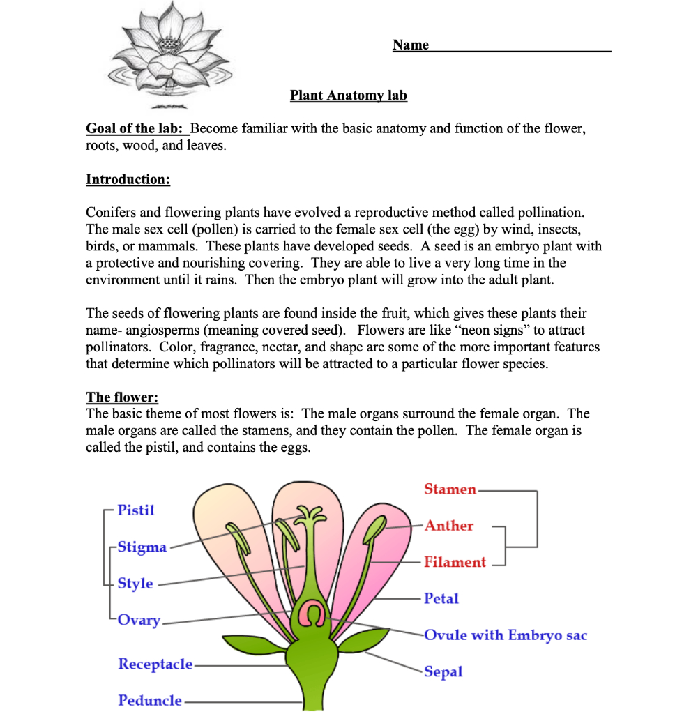 Solved Plant Anatomy Lab Goal Of The Lab Become Familiar Chegg 