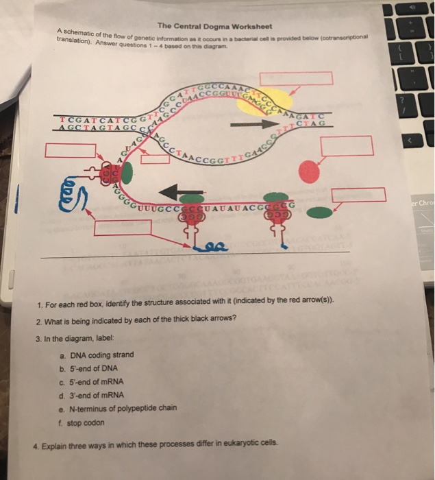 Solved The Central Dogma Worksheet A Schematic Of The Flow Chegg