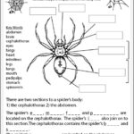 Spider Anatomy Worksheet Anatomy Worksheets